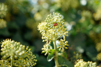 Close-up of insect on flowering plant