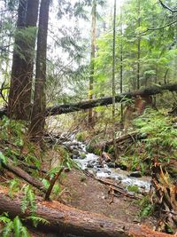 Trees in forest