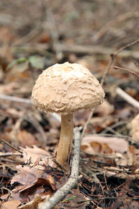 Close-up of mushrooms growing in forest