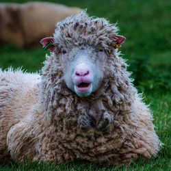 Portrait of sheep on field