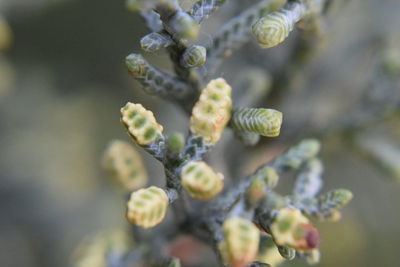 Close-up of flowering plant