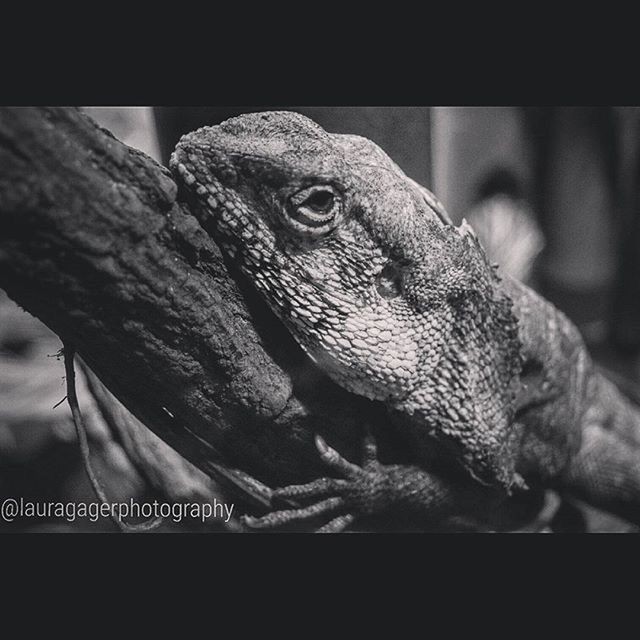 animal themes, one animal, animals in the wild, wildlife, reptile, close-up, animal head, lizard, focus on foreground, side view, animal body part, looking away, zoo, outdoors, zoology, day, nature, bird, no people, animals in captivity