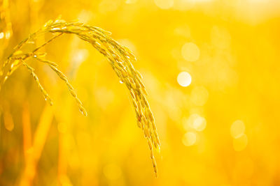 Close-up of crops growing on field during sunset