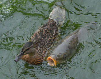 High angle view of mallard duck swimming in lake