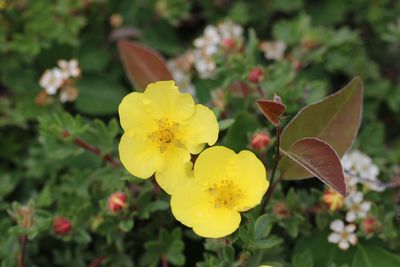 Close-up of yellow flowering plant