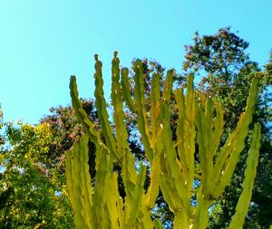 Low angle view of trees against clear blue sky