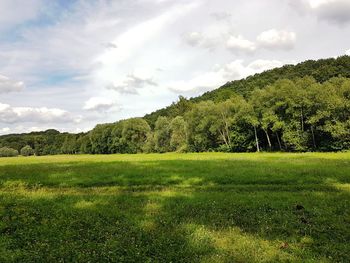 Trees on field against sky