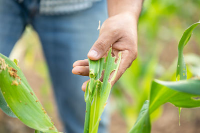 Close-up of hand holding plant