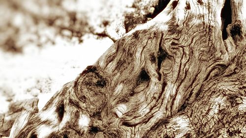 Close-up of tree trunk