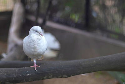 Close-up of bird perching on railing