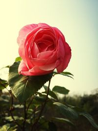 Close-up of red rose