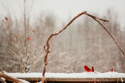 View of birds on snow covered tree