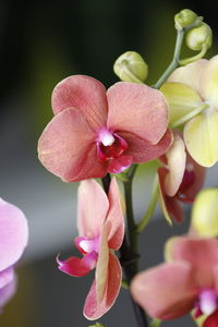 Close-up of pink flowers, orchid