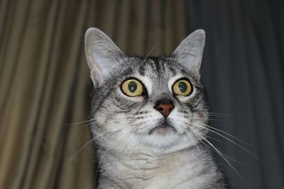 Close-up portrait of cat