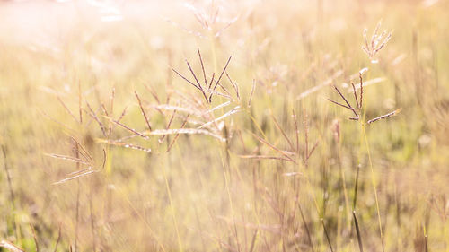 Close-up of stalks in field