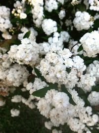 Close-up of white flowers