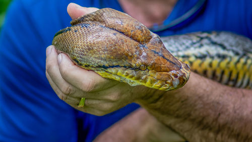 A big and ferocious python catches snakes by hand, beautiful striped boa in a fertile forest.