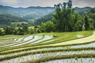 Beautiful view, rice terraces, mae klang luang, doi inthanon, chiang mai, thailand