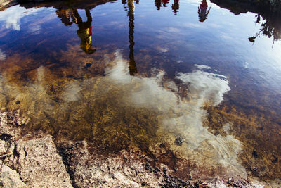 Reflection of trees in water