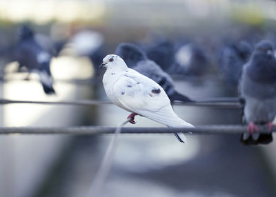 Close-up of seagulls perching