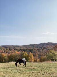 Horse grazing in a field