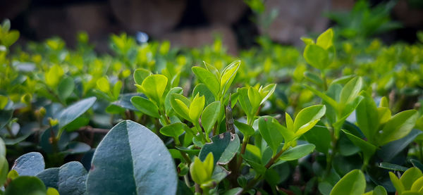 Close-up of green leaves