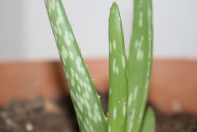 Close-up of succulent plant