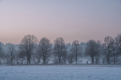 Trees on snow covered landscape