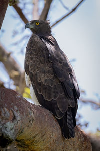 Martial eagle on branch seen from below