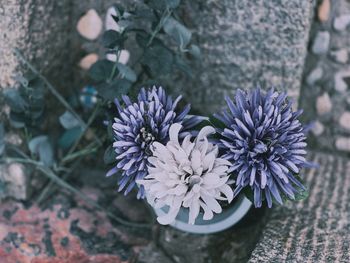 Close-up of purple flowering plant