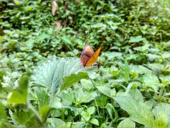 Close-up of butterfly on leaf