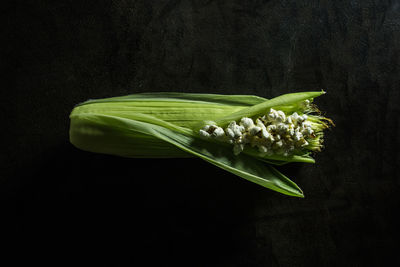 Close-up of green chili pepper against black background