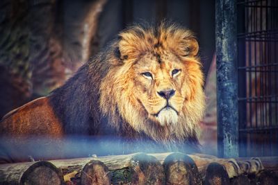 Portrait of cat in zoo