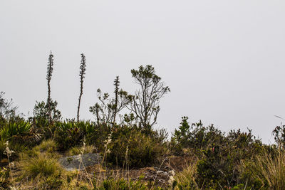 Scenic view of trees against clear sky