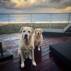 Portrait of dog sitting on railing against sea