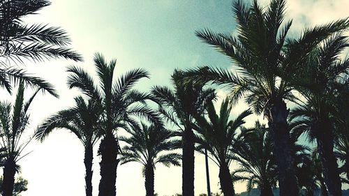 Low angle view of palm trees against sky