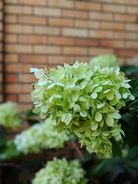 Close-up of flowering plant