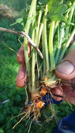 Close-up of plant growing outdoors