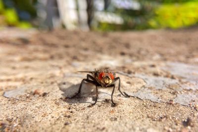 Close-up of spider