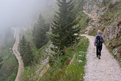 Rear view of man walking on footpath amidst trees