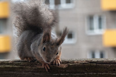 Close-up of squirrel