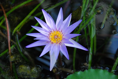 Close-up of purple flower in water