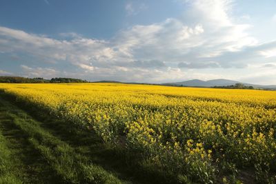 Scenic view of oilseed rape field against sky