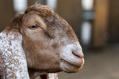 Close-up of goat