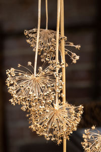 Drying out allium