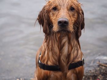 Close-up portrait of a dog in lake