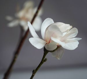 Close-up of white cherry blossoms in spring