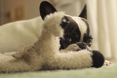 Close-up portrait of dog relaxing at home