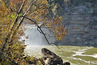 Tree by rocks during autumn against waterfall 