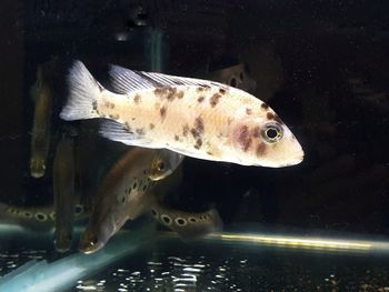 Fish swimming in aquarium